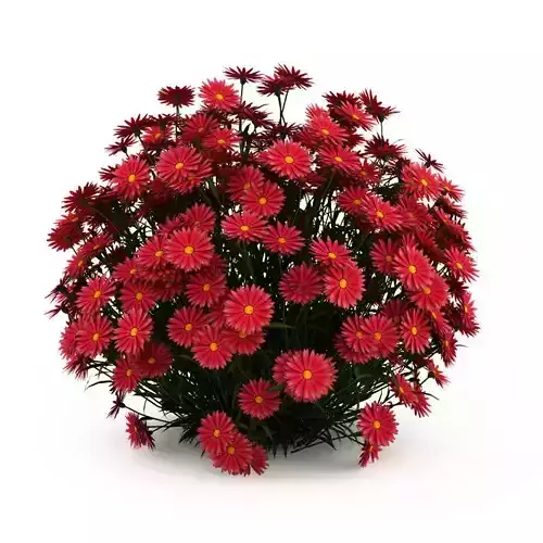 Ney York Aster Aster dumosus