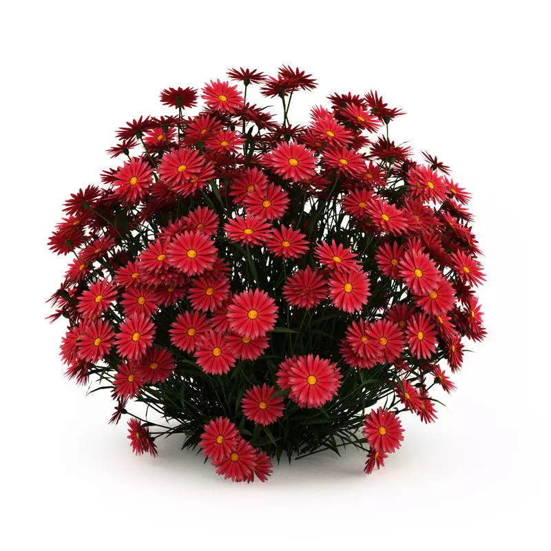 Ney York Aster Aster dumosus 3D model_0