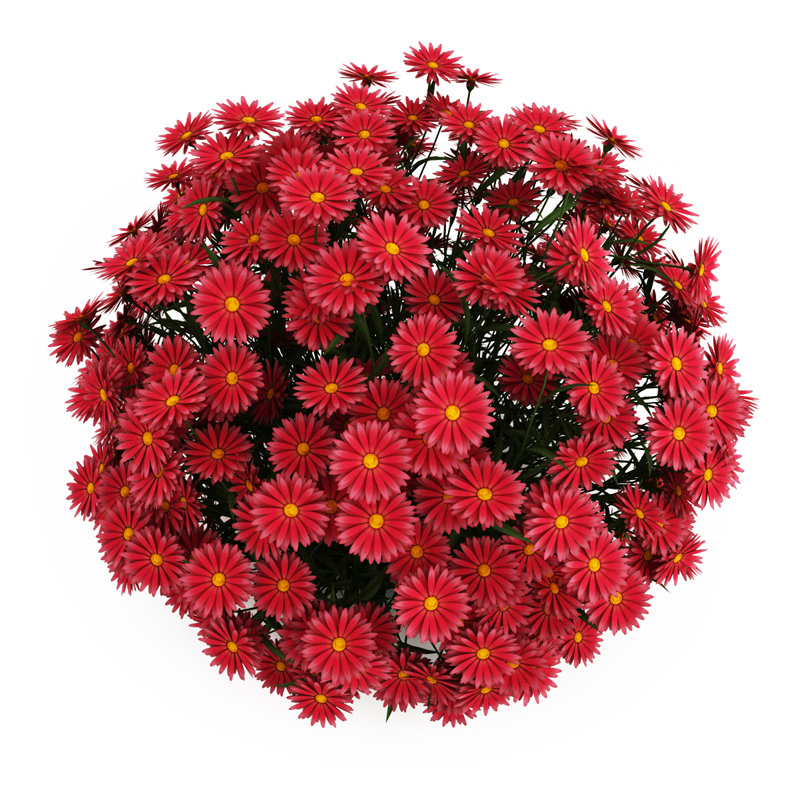 Ney York Aster Aster dumosus 3D model_2