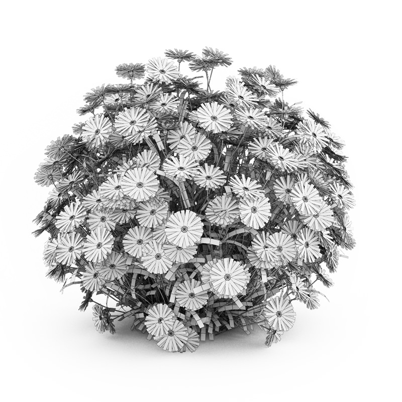 Ney York Aster Aster dumosus 3D model_1