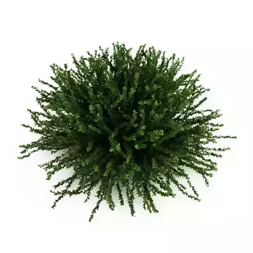 Coral Beauty Cotoneaster suecicus