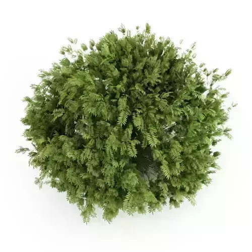 Elderberry Sambucus nigra