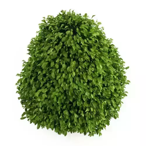 Common Holly Ilex aquifolium