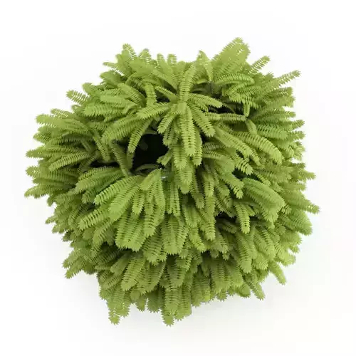 Staghorn Sumac Rhus typhina