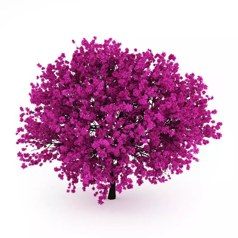 Judas Tree Cercis siliquastrum 3D model_0