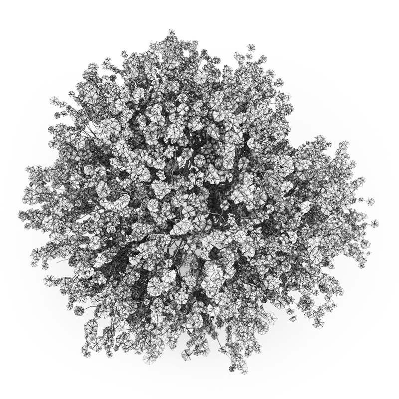 Judas Tree Cercis siliquastrum 3D model_3