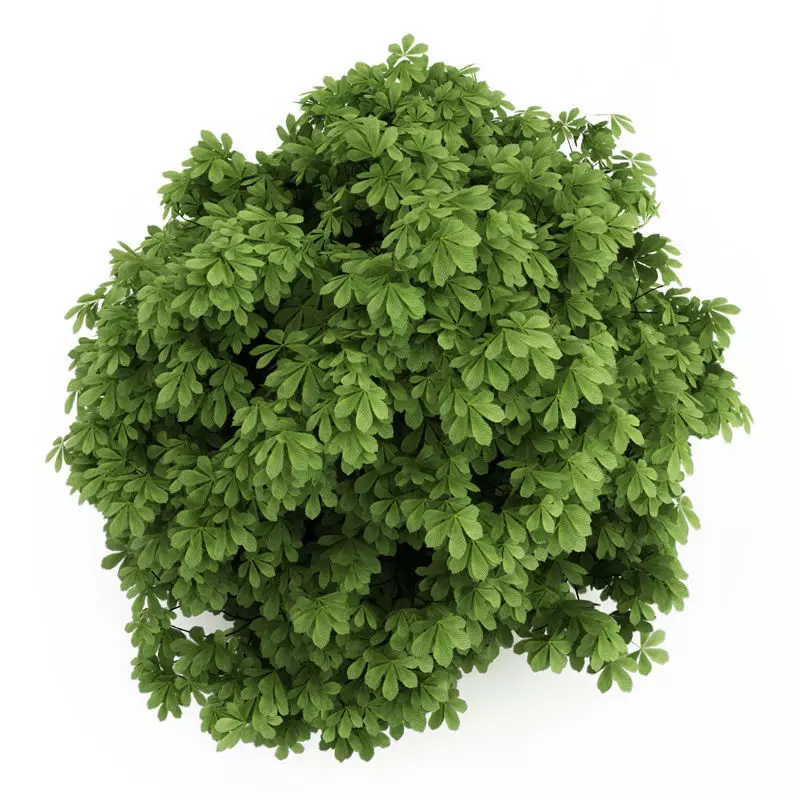 Bottlebrush Buckeye Aesculus parviflora 3D model