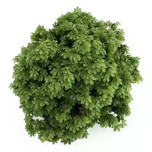 Bottlebrush Buckeye Aesculus parviflora