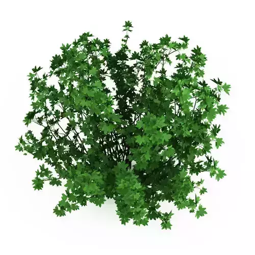 Guelder Rose Viburnum opulus Nana