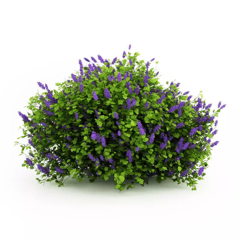 Lilac Syringa Vulgaris 3D model_0