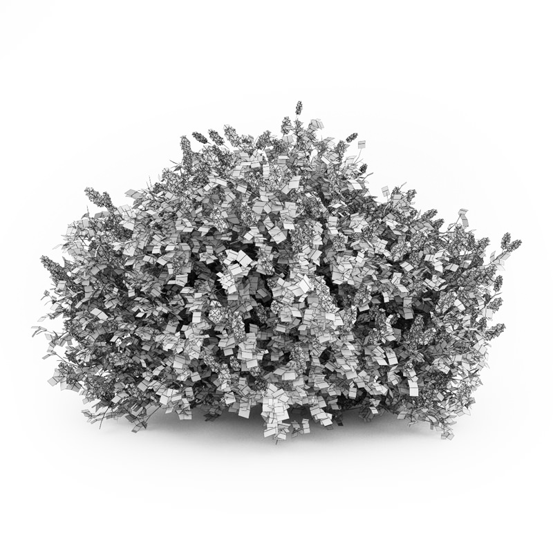 Lilac Syringa Vulgaris 3D model_1