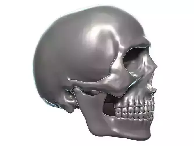 Skull 3D Model Zbrush OBJ 3D model