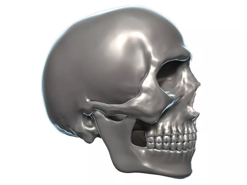 Skull 3D Model Zbrush OBJ 3D model_0