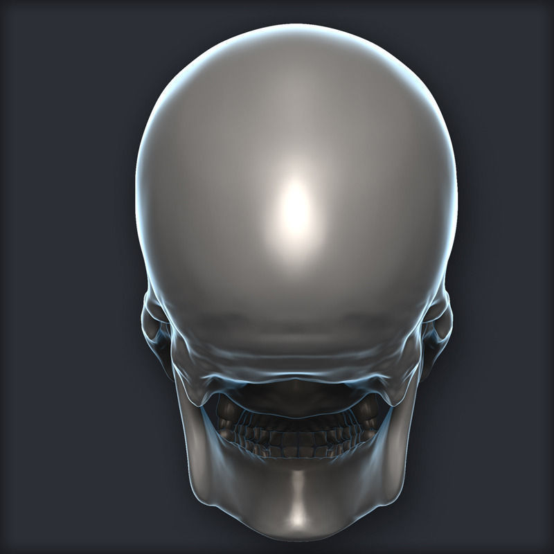 Skull 3D Model Zbrush OBJ 3D model_4