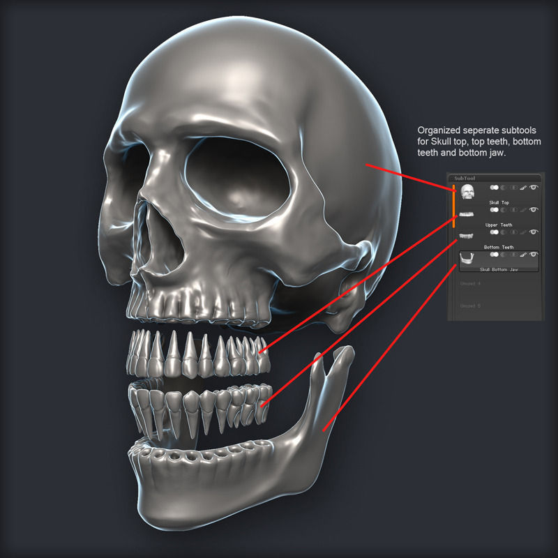 Skull 3D Model Zbrush OBJ 3D model_5