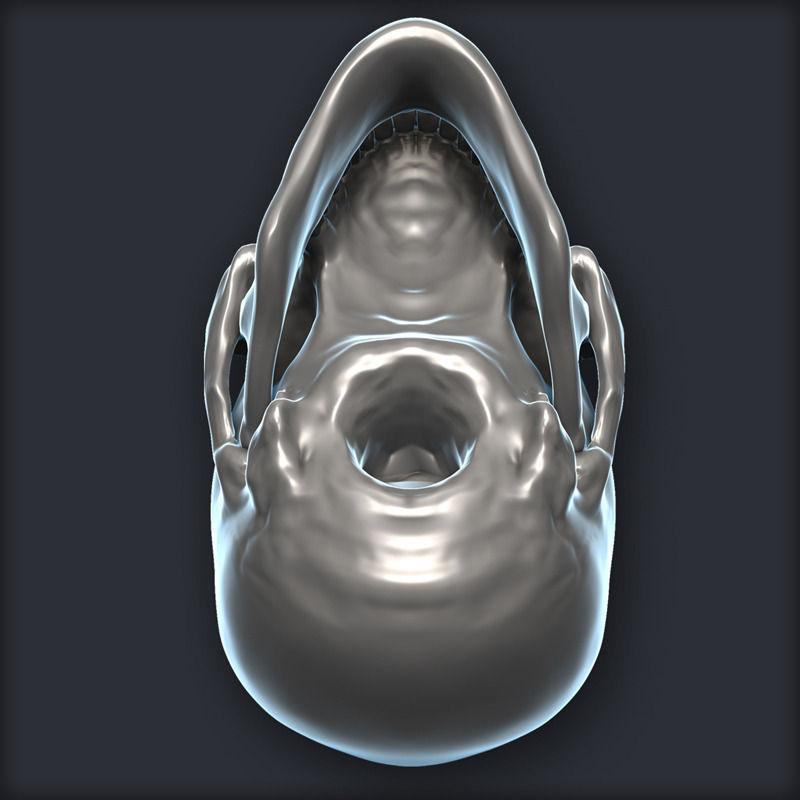 Skull 3D Model Zbrush OBJ 3D model_6