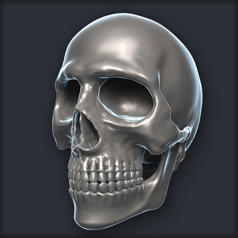 Skull 3D Model Zbrush OBJ 3D model_2