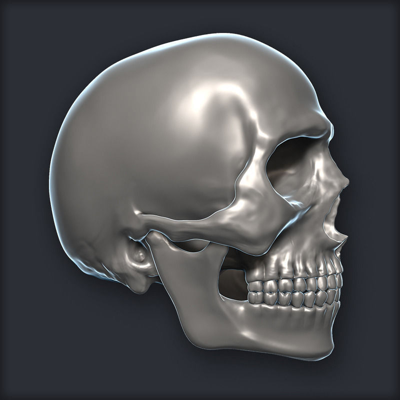 Skull 3D Model Zbrush OBJ 3D model_1