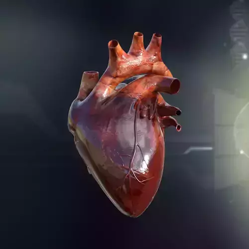 Human Heart Anatomy 3D model