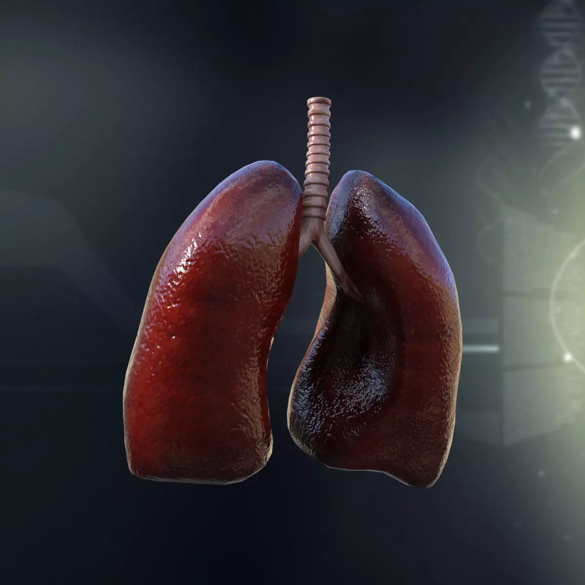 Human Lungs Anatomy 3D model_0