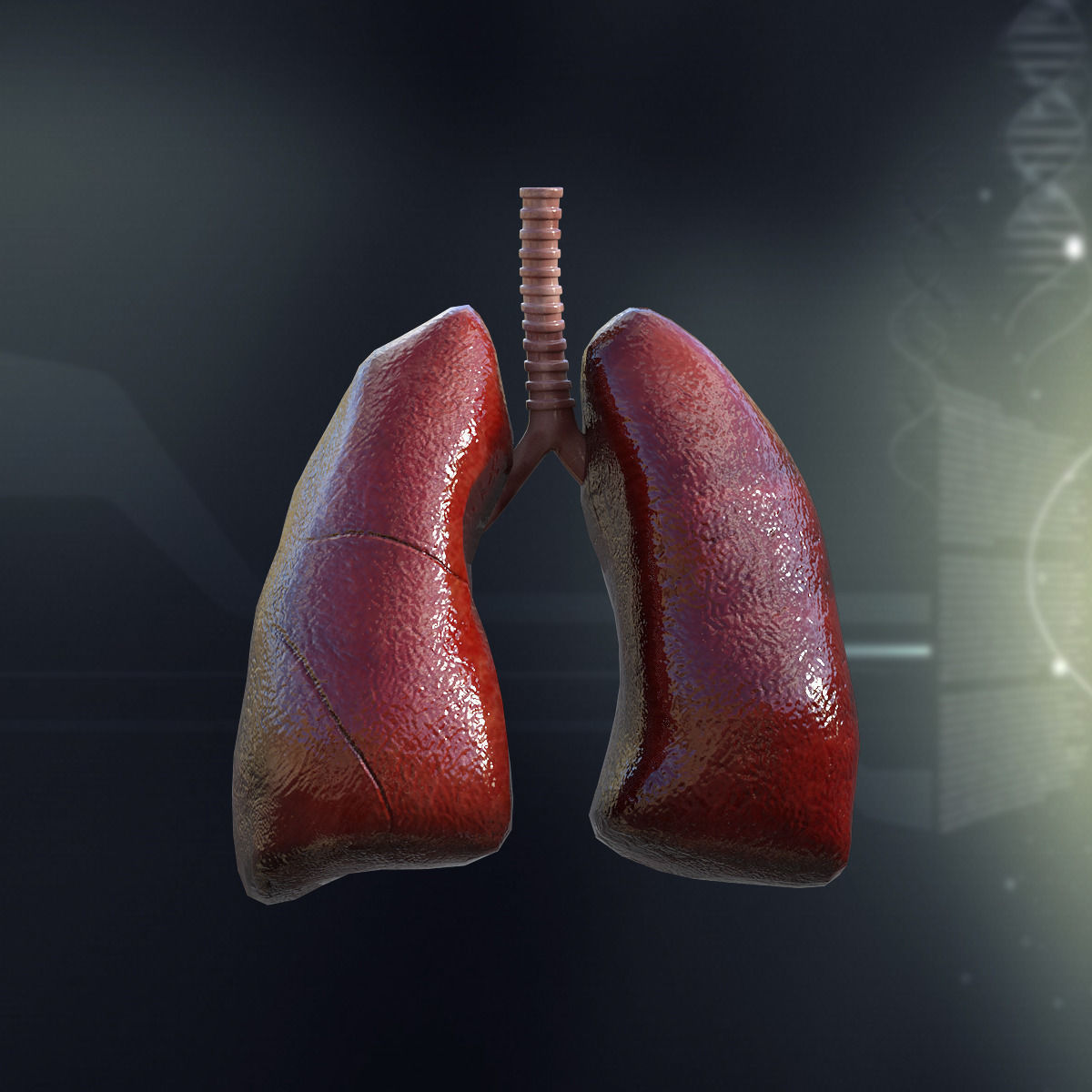Human Lungs Anatomy 3D model_1