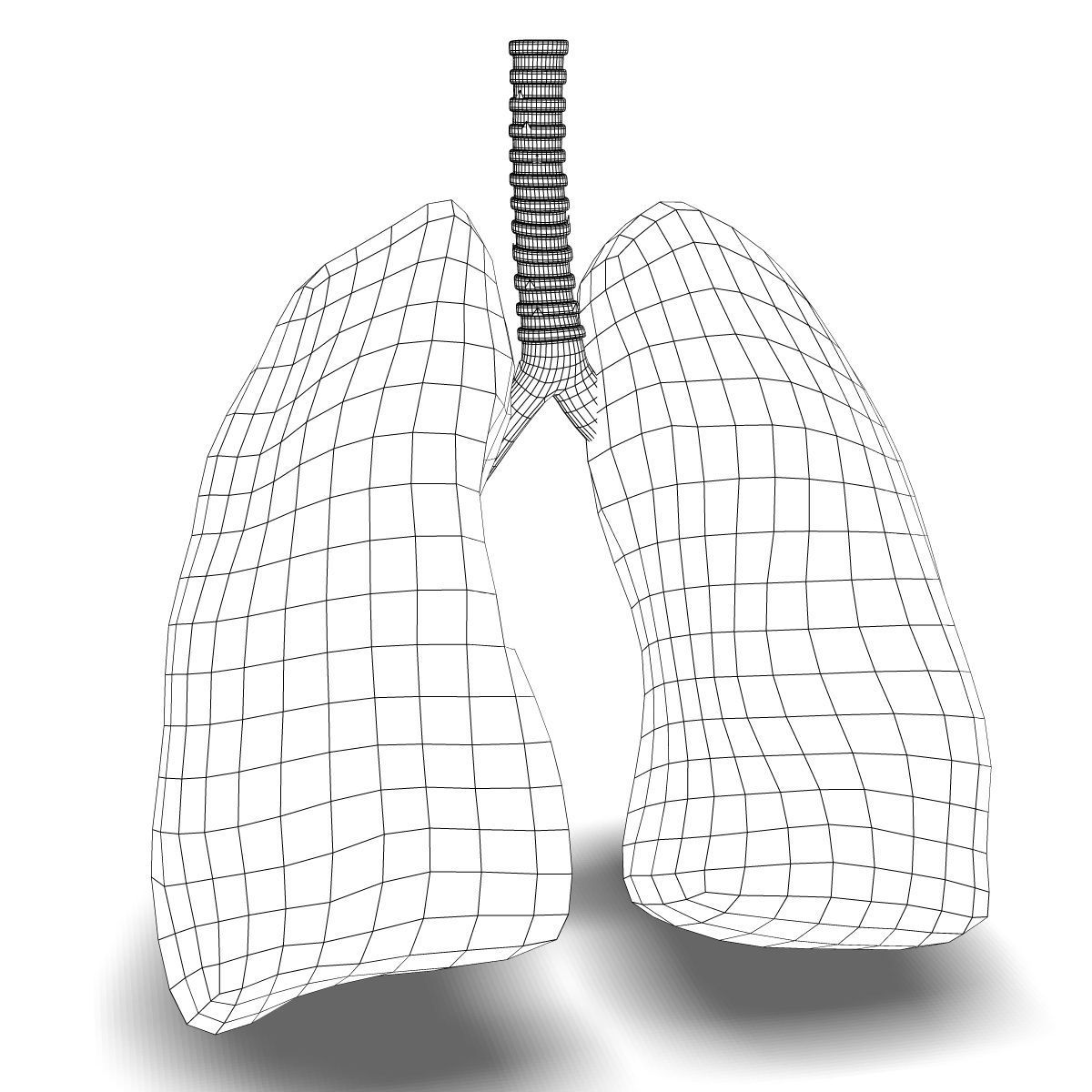 Human Lungs Anatomy 3D model_5