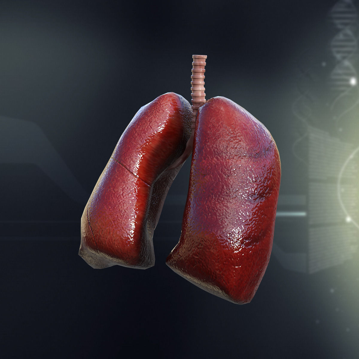 Human Lungs Anatomy 3D model_2