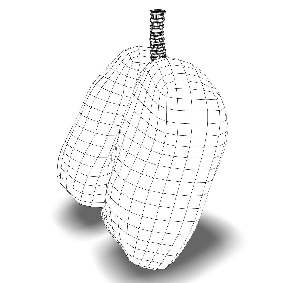 Human Lungs Anatomy 3D model_3