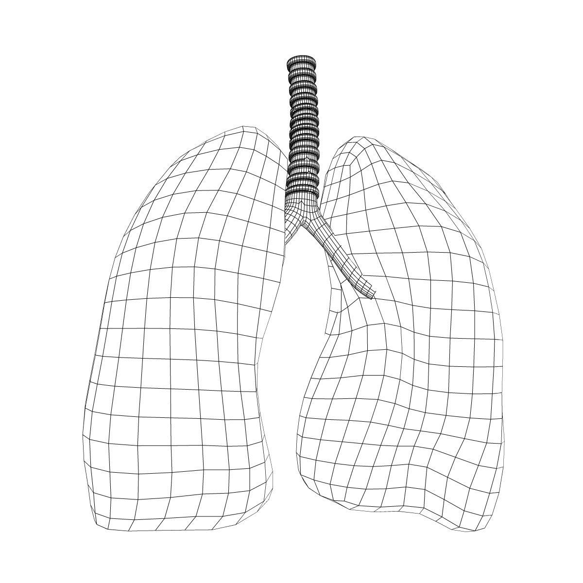 Human Lungs Anatomy 3D model_4