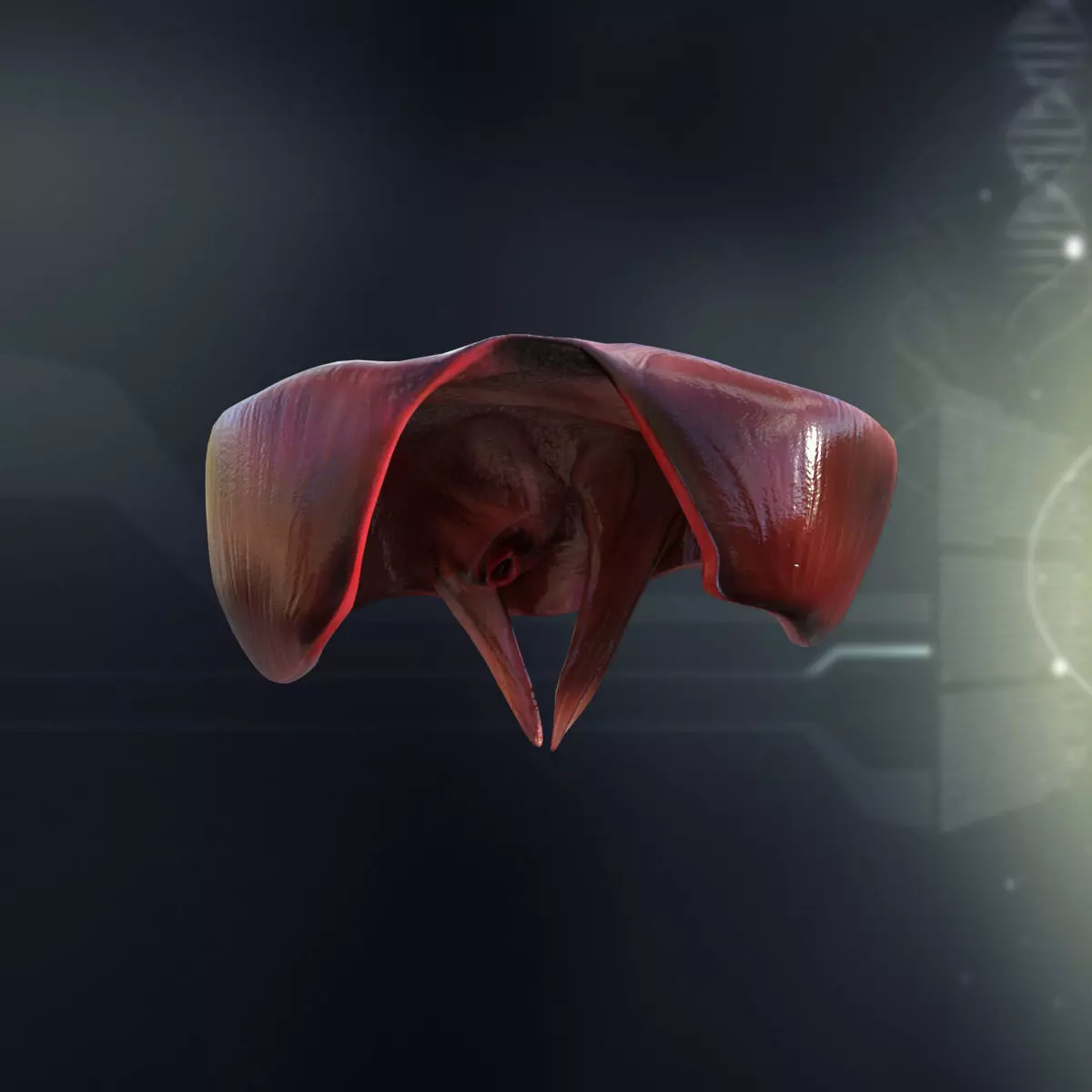 Human Diaphragm Anatomy 3D model_0