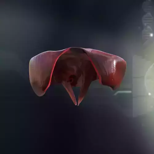 Human Diaphragm Anatomy 3D model