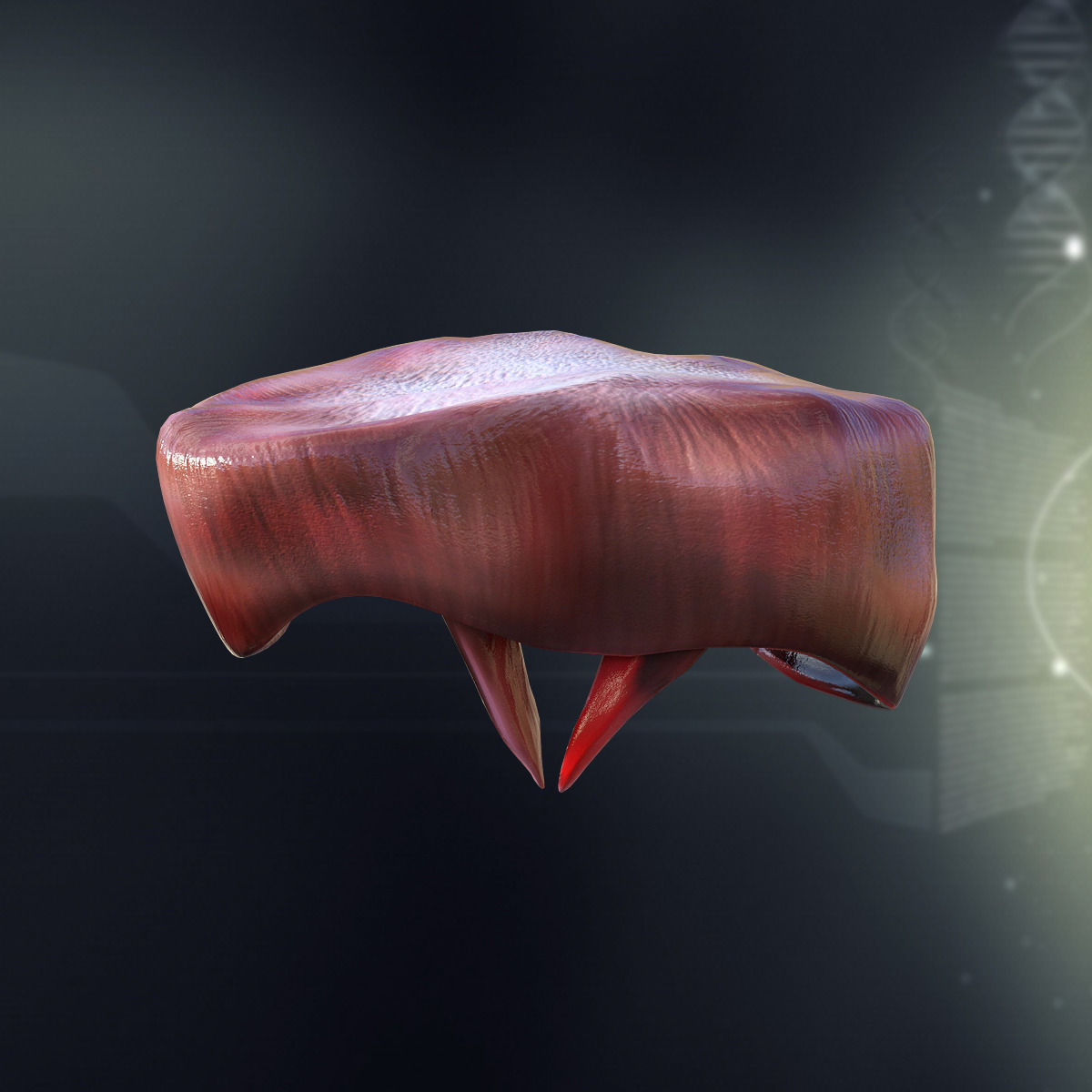 Human Diaphragm Anatomy 3D model_1