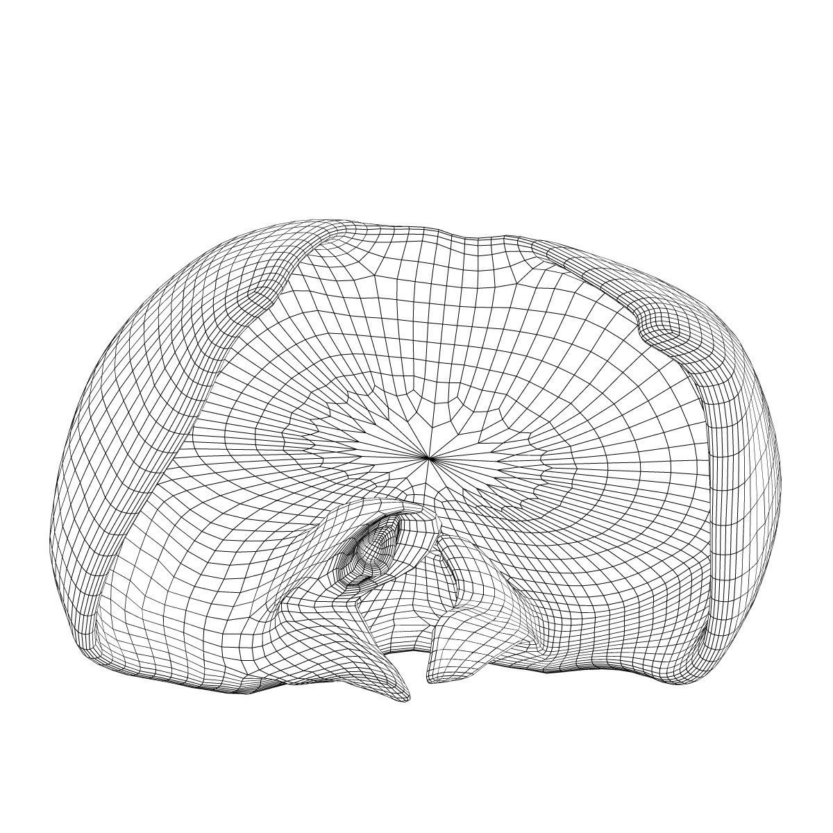 Human Diaphragm Anatomy 3D model_5