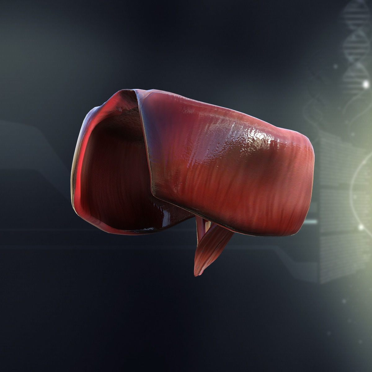 Human Diaphragm Anatomy 3D model_2