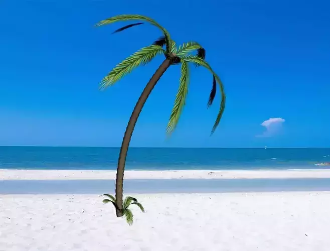 Palm Tree