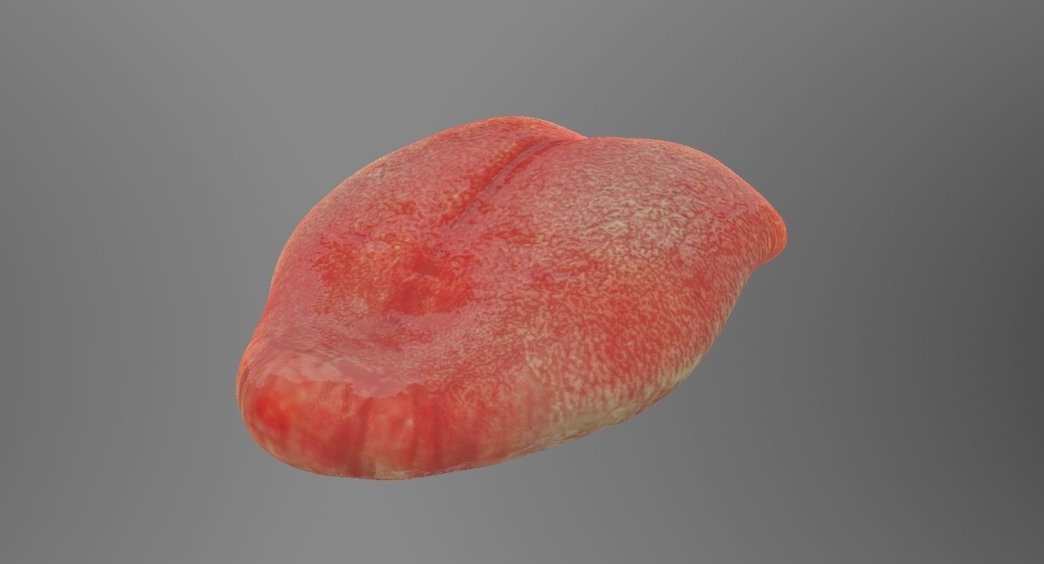 Teeth mouth with 3D model_13