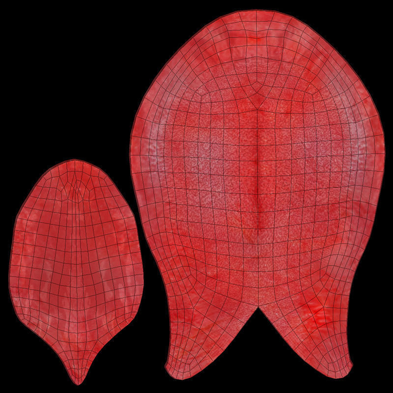 Teeth mouth with 3D model_34