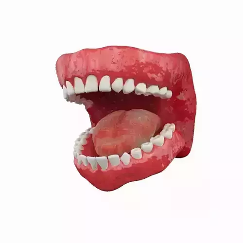 Teeth mouth with 3D model