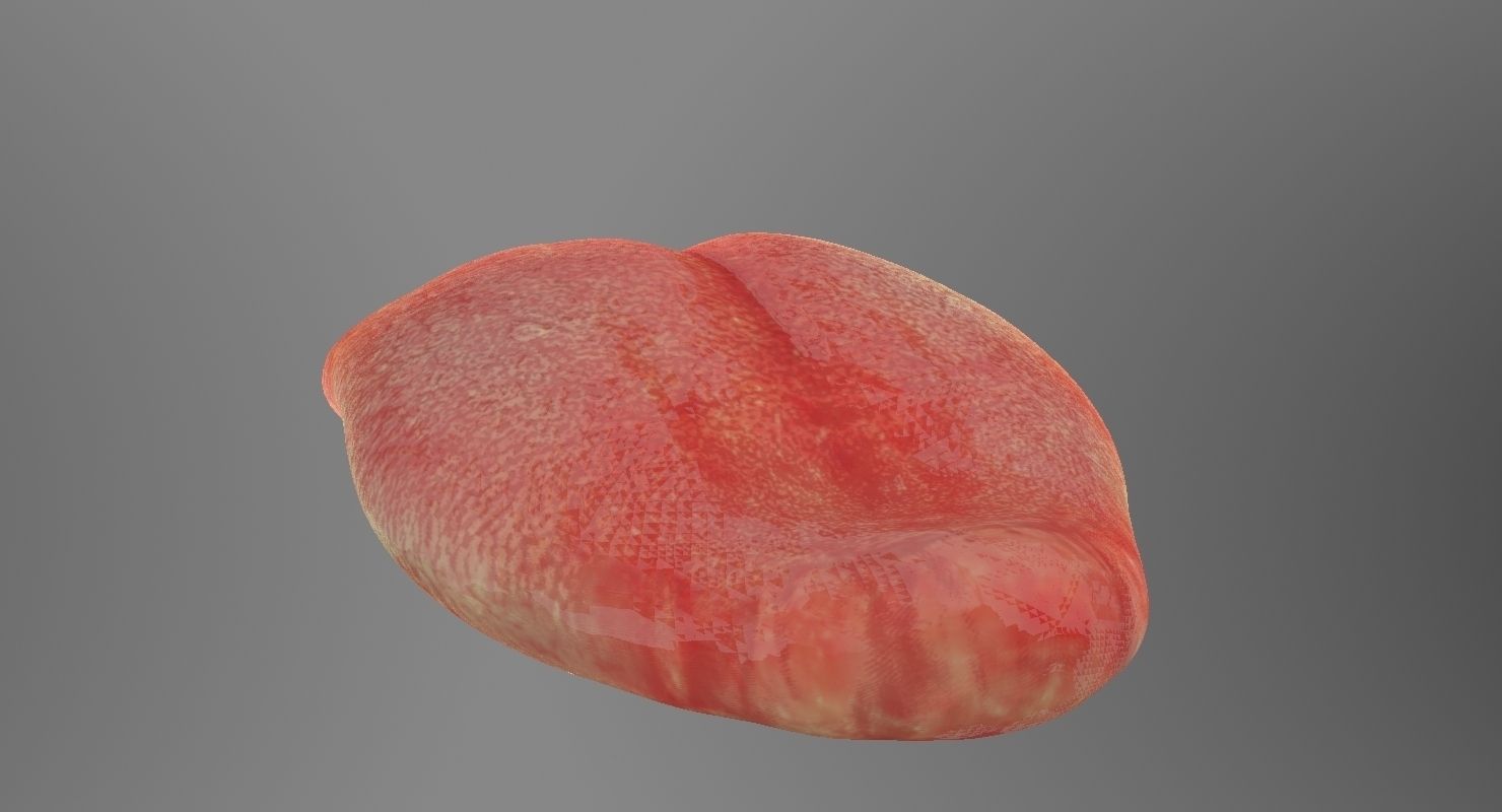 Teeth mouth with 3D model_12