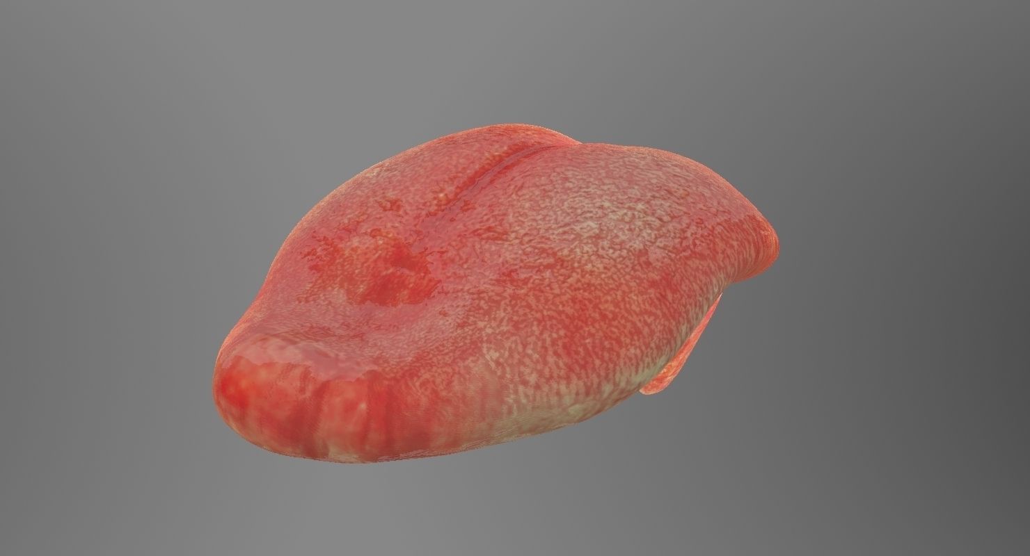 Teeth mouth with 3D model_10