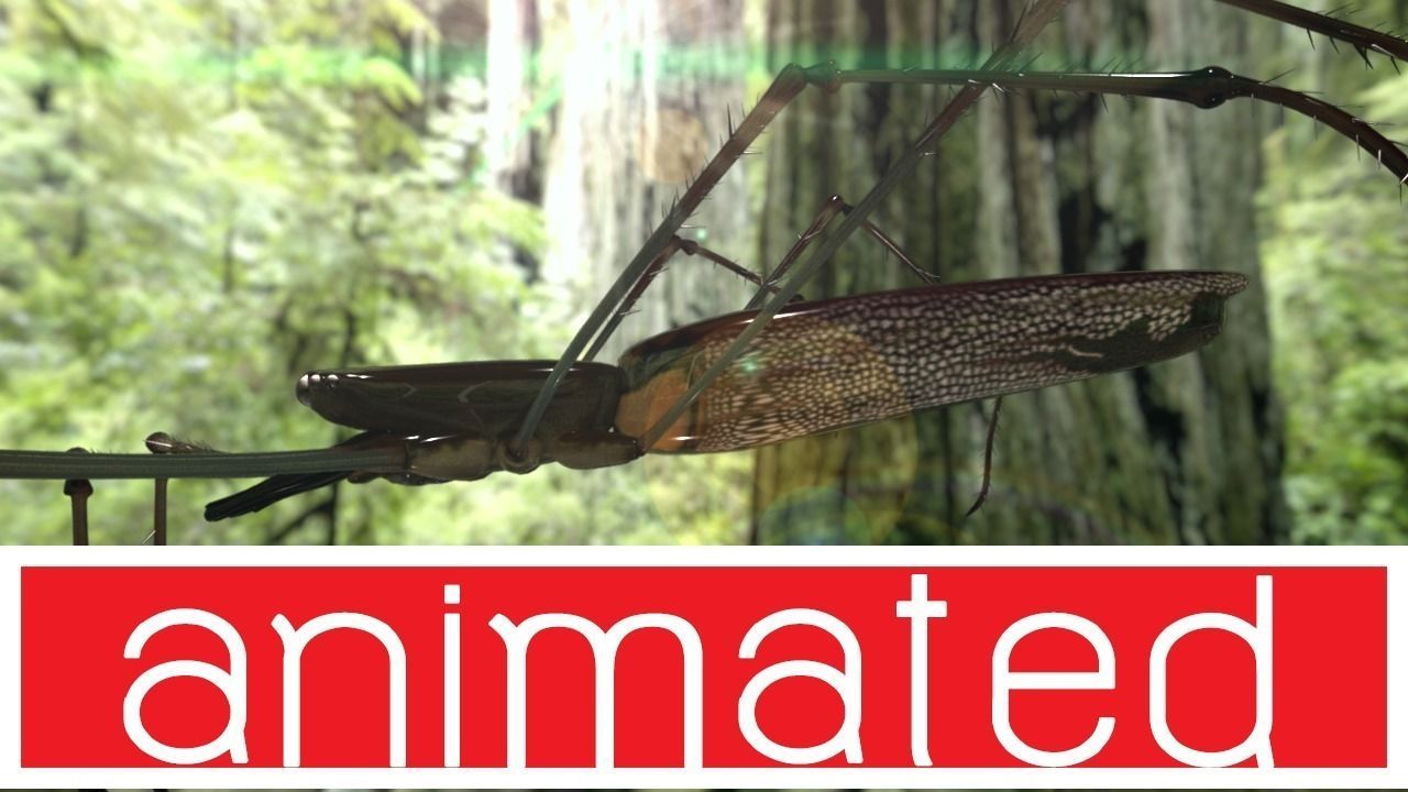 Water spider Low-poly 3D model