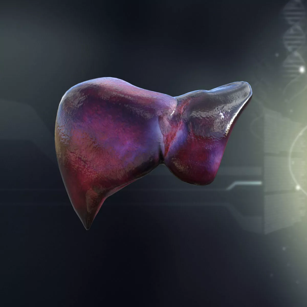 Human Liver Anatomy 3D model