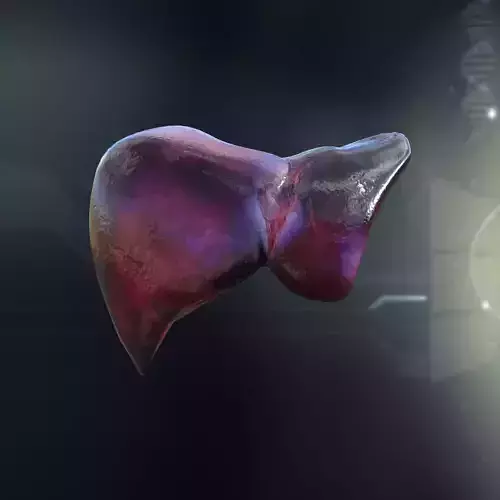 Human Liver Anatomy 3D model