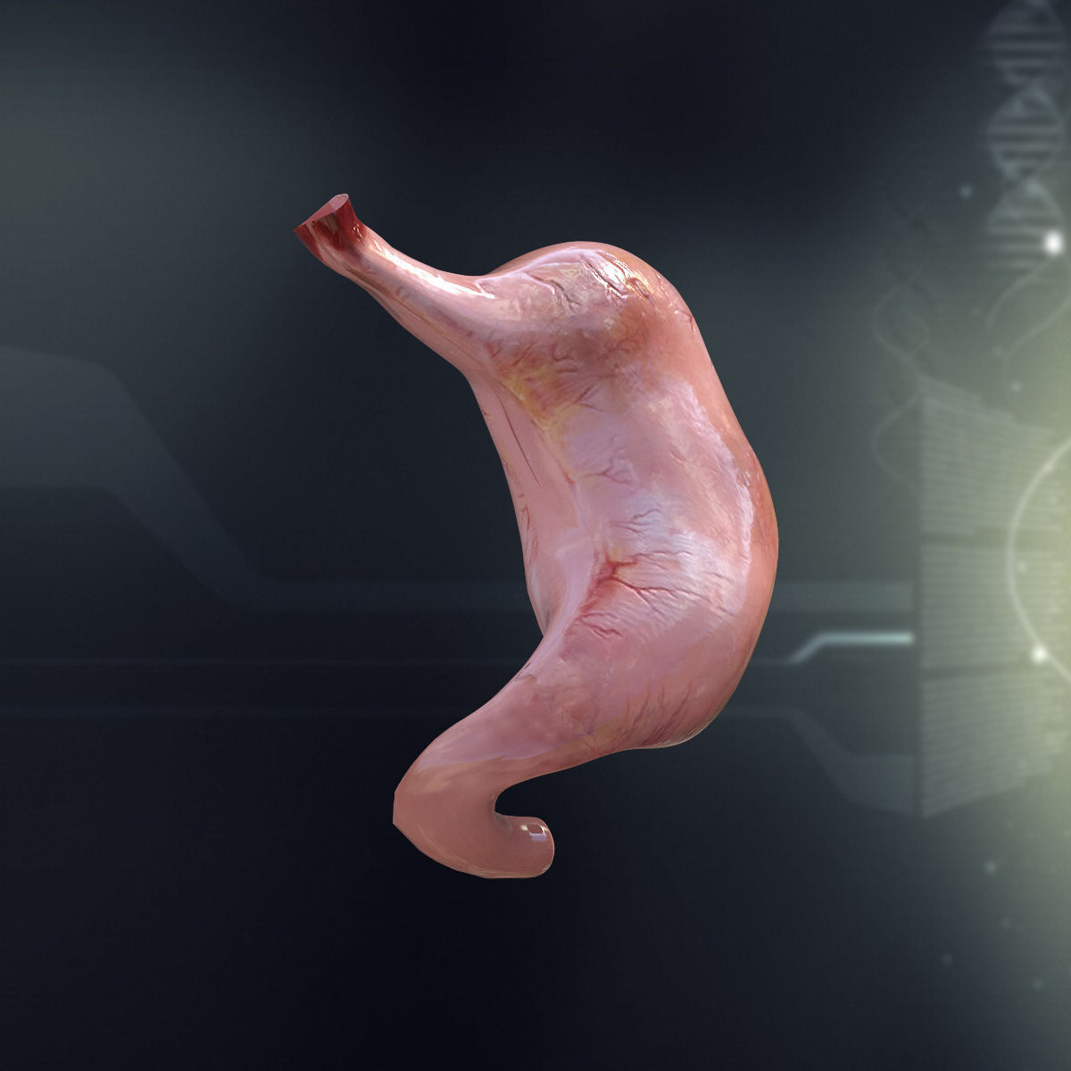 Human Stomach Anatomy 3D model_2