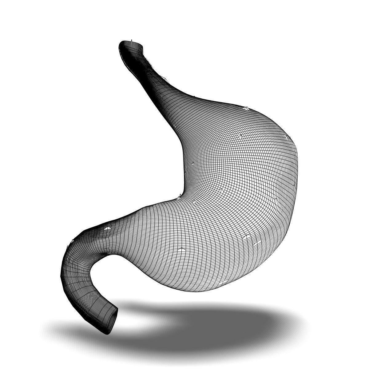 Human Stomach Anatomy 3D model_3