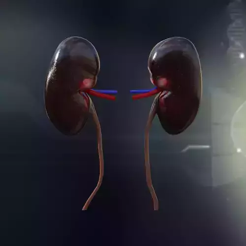 Human Kidney Anatomy