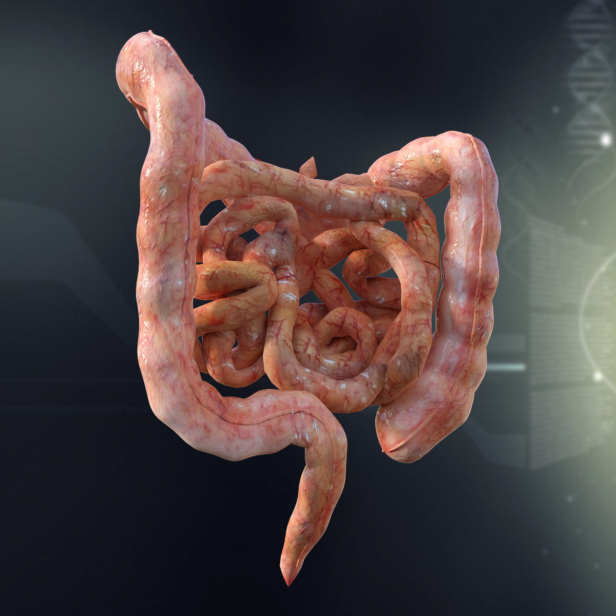 Human Small and Large Intestines Anatomy 3D model_2