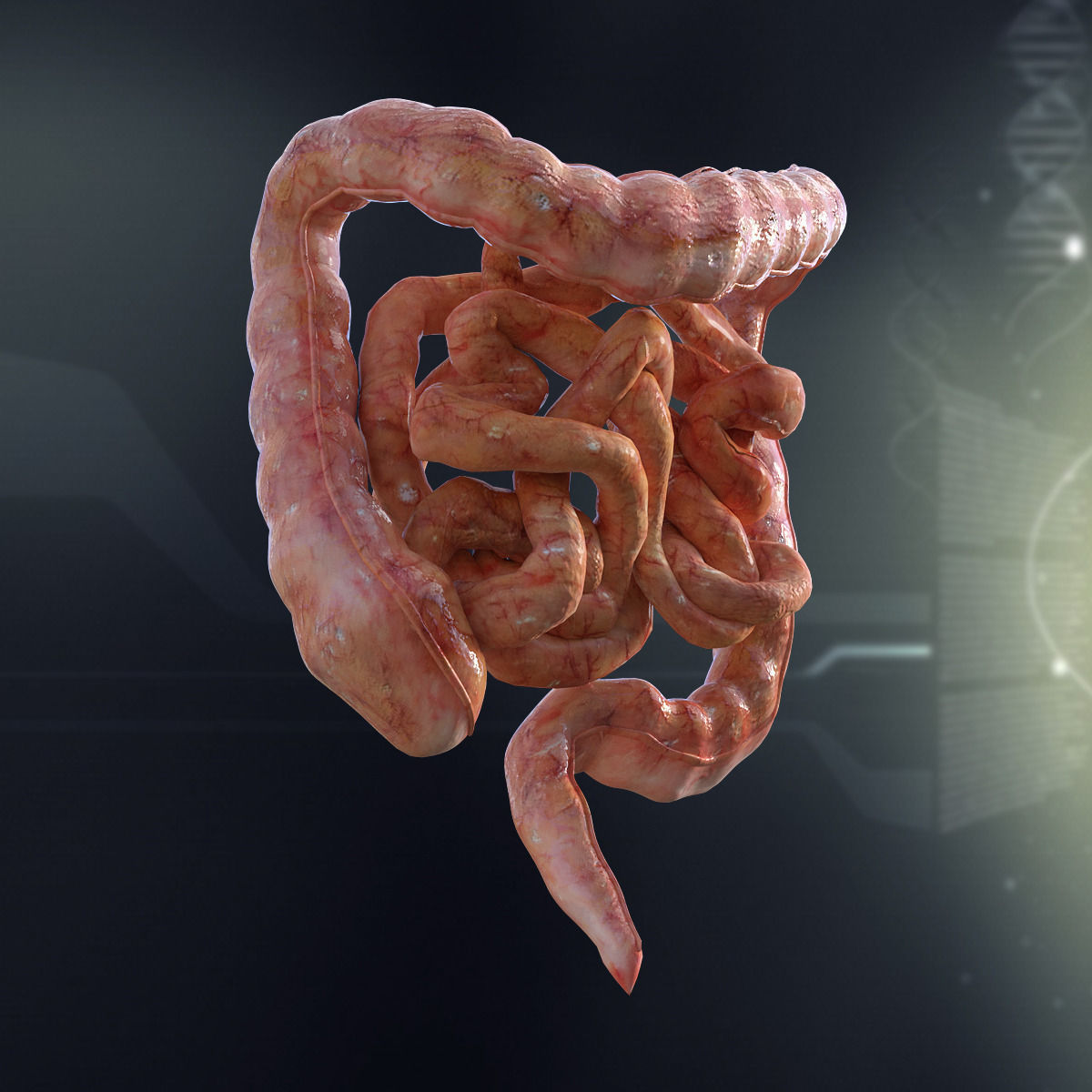 Human Small and Large Intestines Anatomy 3D model_1