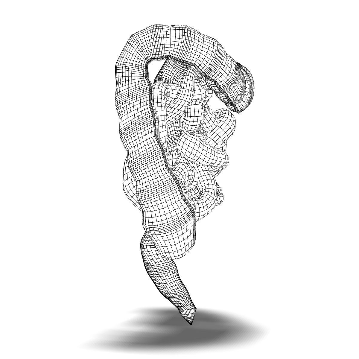 Human Small and Large Intestines Anatomy 3D model_3