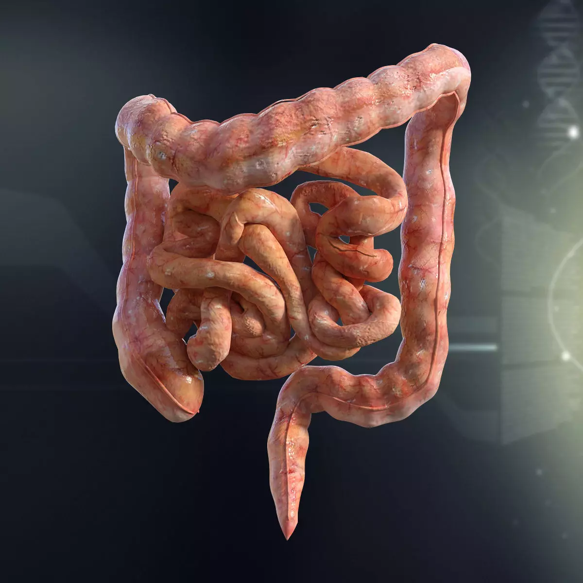 Human Small and Large Intestines Anatomy 3D model_0